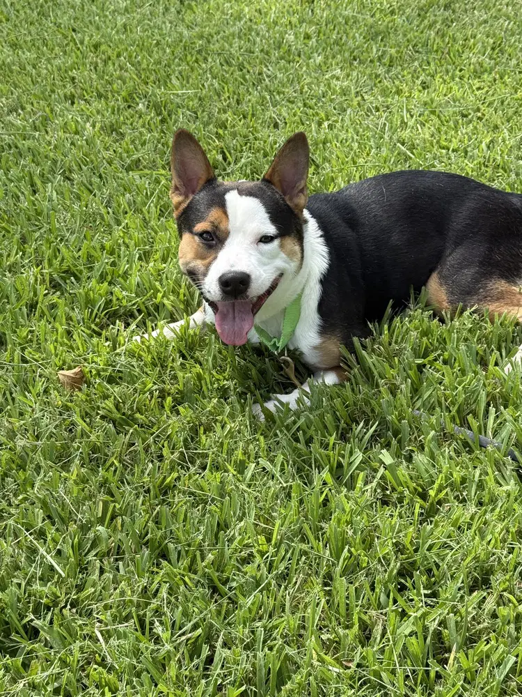 Mako - Terrier