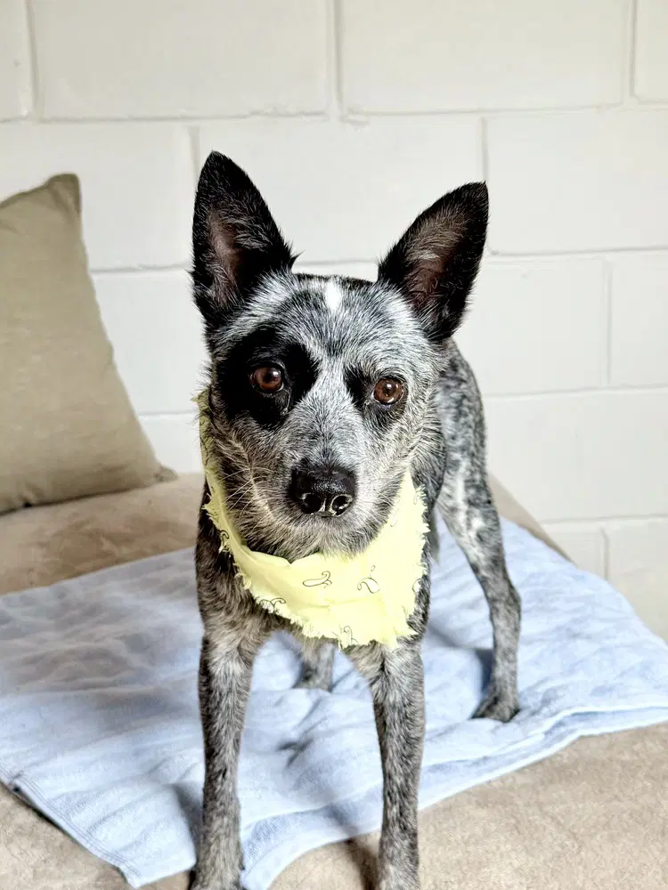 Clarabelle - Australian Cattle Dog/Blue Heeler