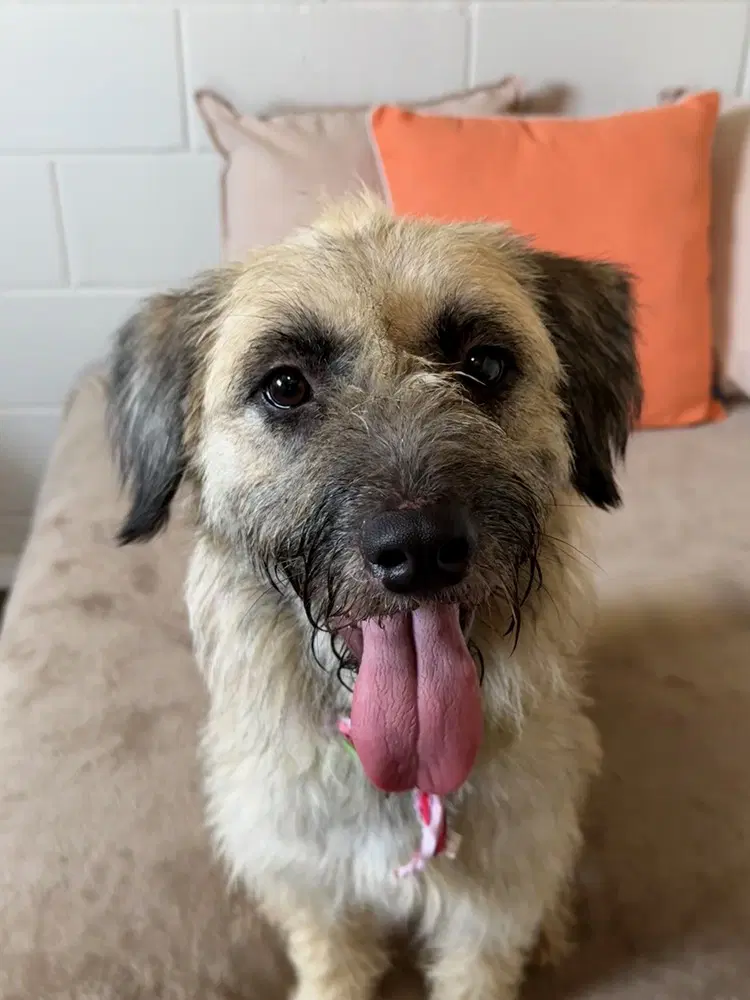 Maizie - Terrier