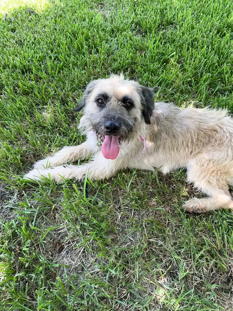 Maizie image 4