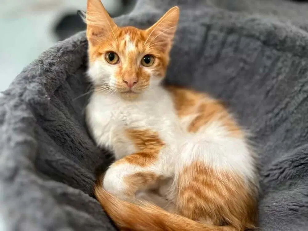 Carrot - Domestic Medium Hair