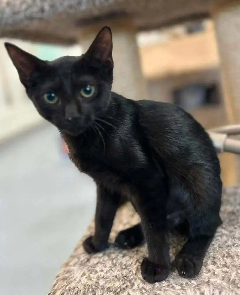 Elvira image 1