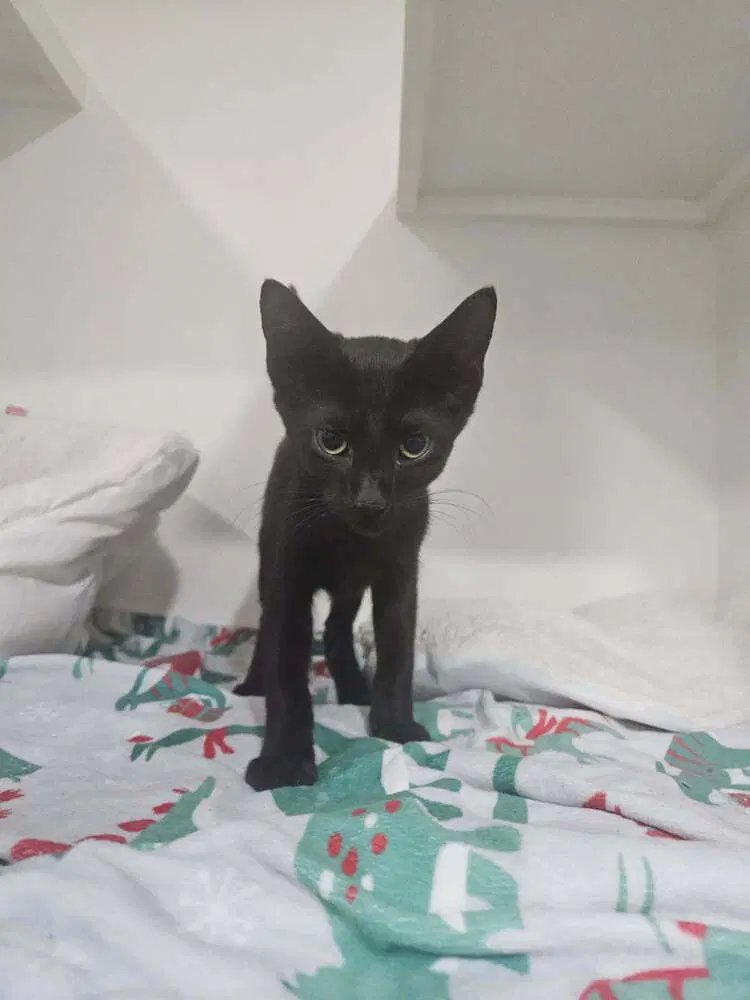 Elvira image 2