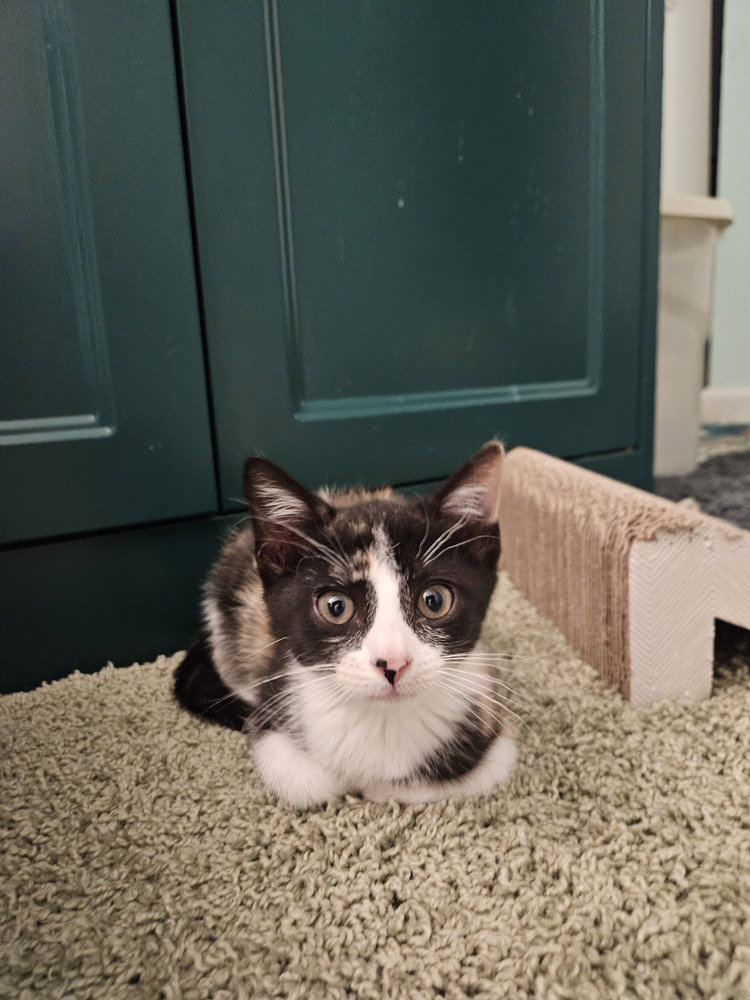 Lilith, Domestic Short Hair