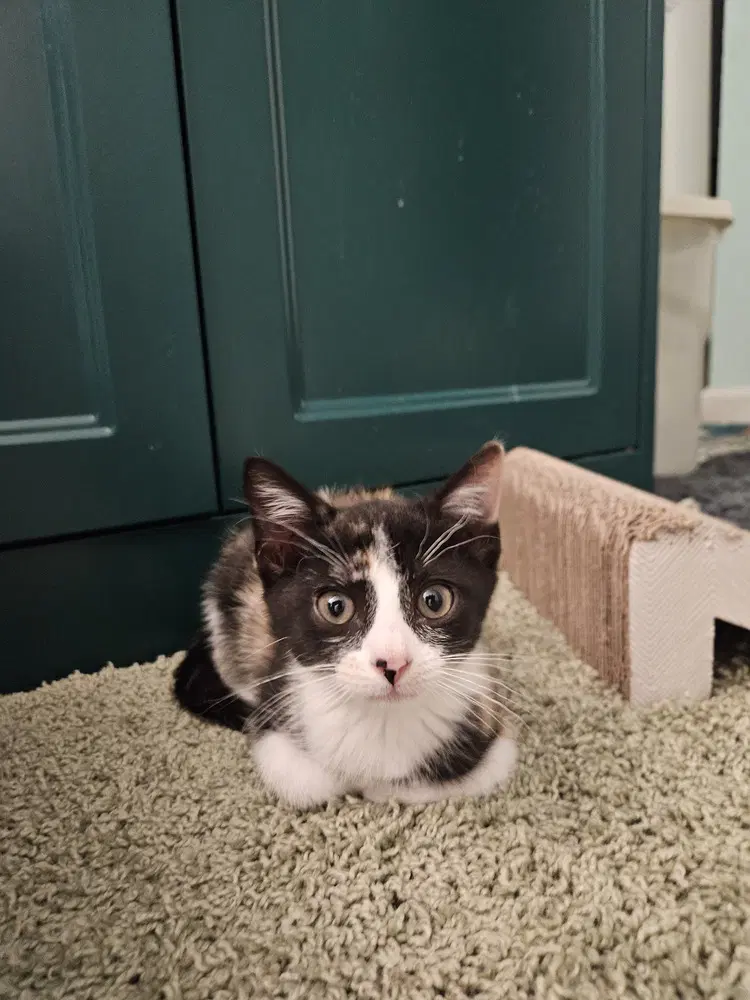 Lilith - Domestic Short Hair