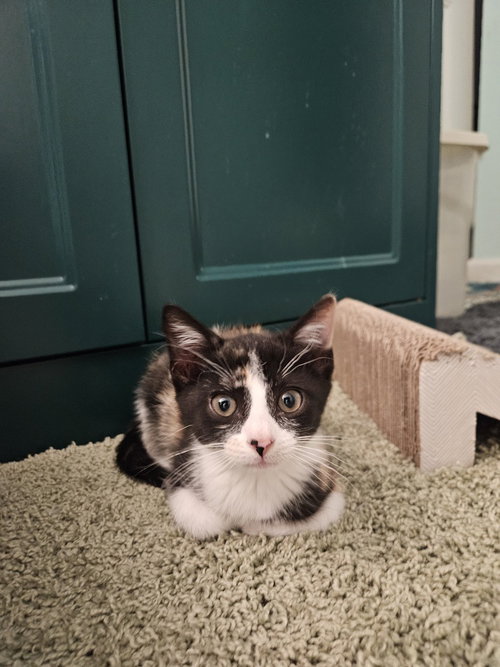 Lilith, a cat for adoption from Bay Area Pet Adoptions/SPCA