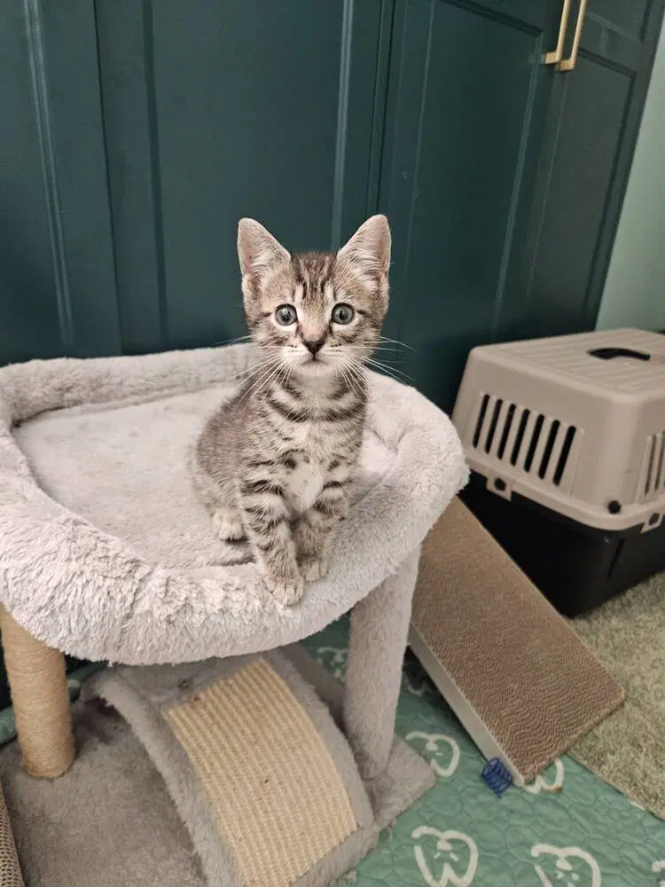 Hades - Domestic Short Hair