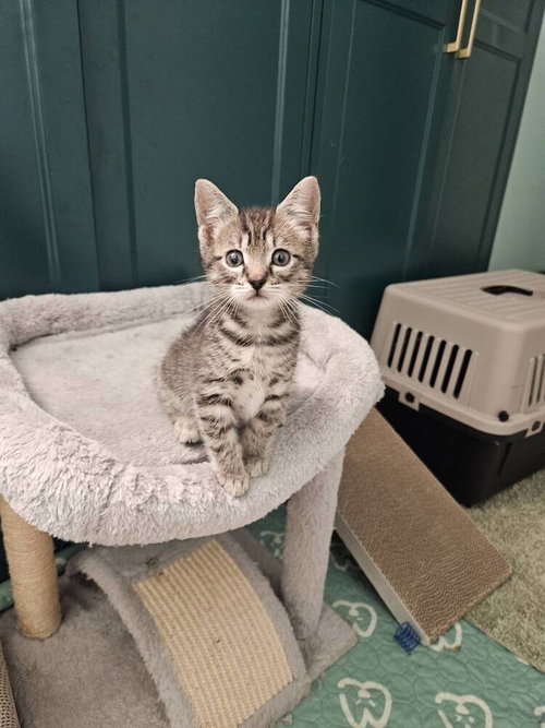 Hades, a cat for adoption from Bay Area Pet Adoptions/SPCA