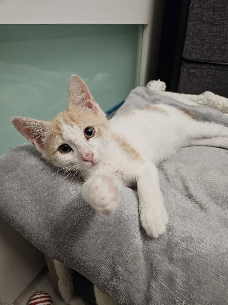 Zeus, Domestic Short Hair