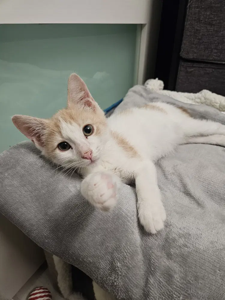 Zeus - Domestic Short Hair