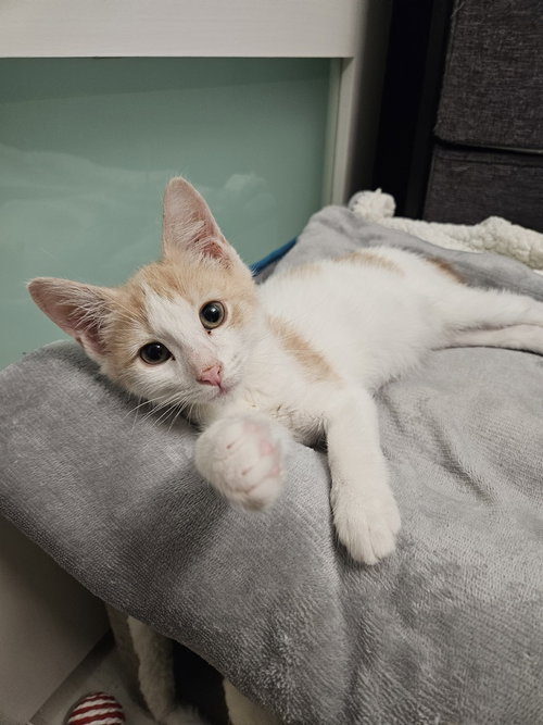 Zeus, a cat for adoption from Bay Area Pet Adoptions/SPCA