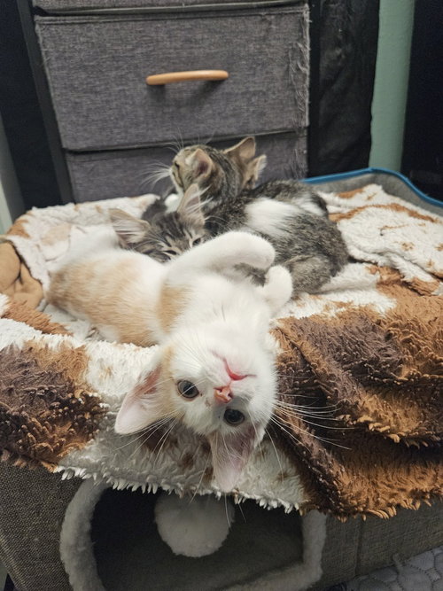 Poseidon, a cat for adoption from Bay Area Pet Adoptions/SPCA