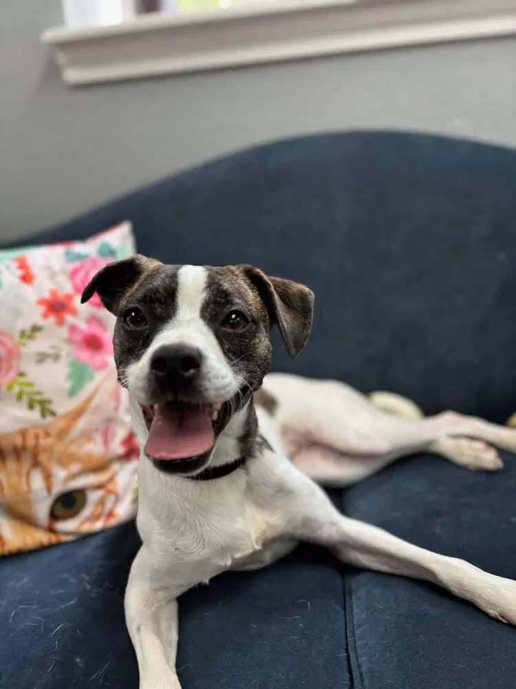 Daphne - Boston Terrier