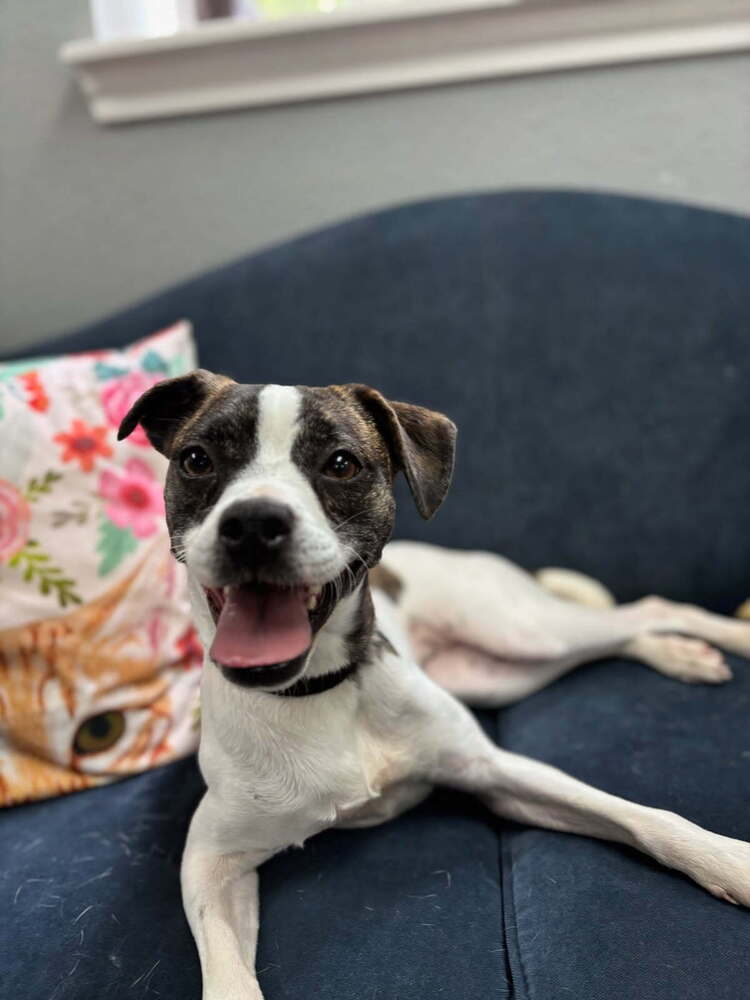 Daphne