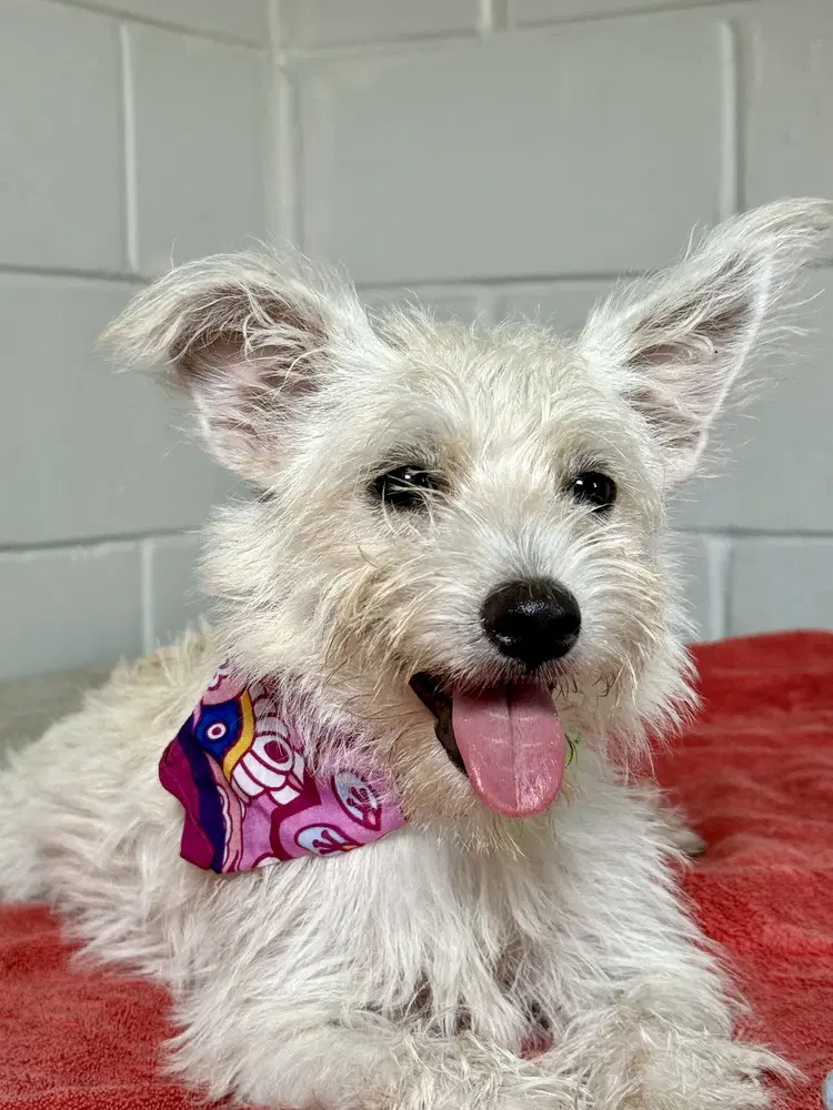 Flora - Terrier