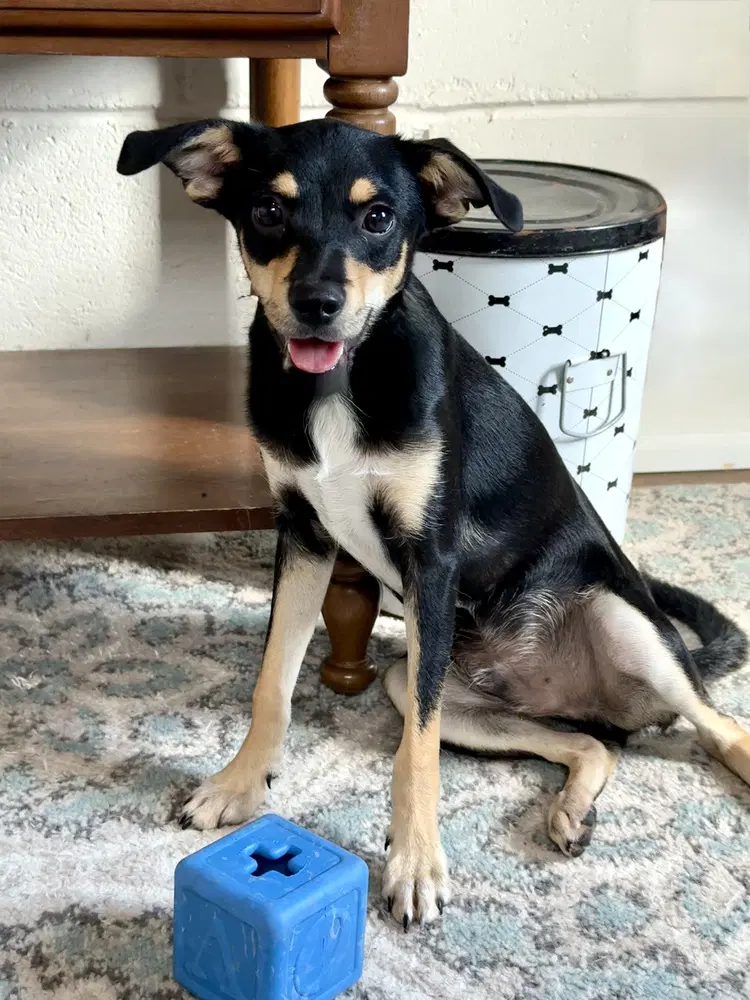 Orville - Chihuahua