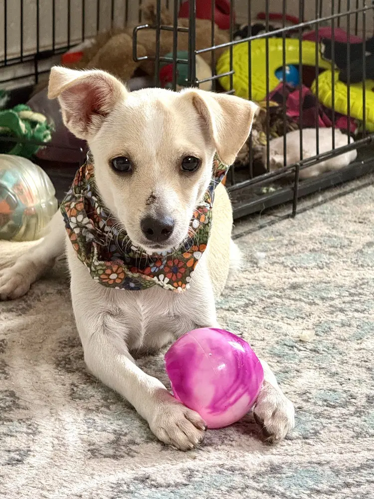 Wilbur - Chihuahua