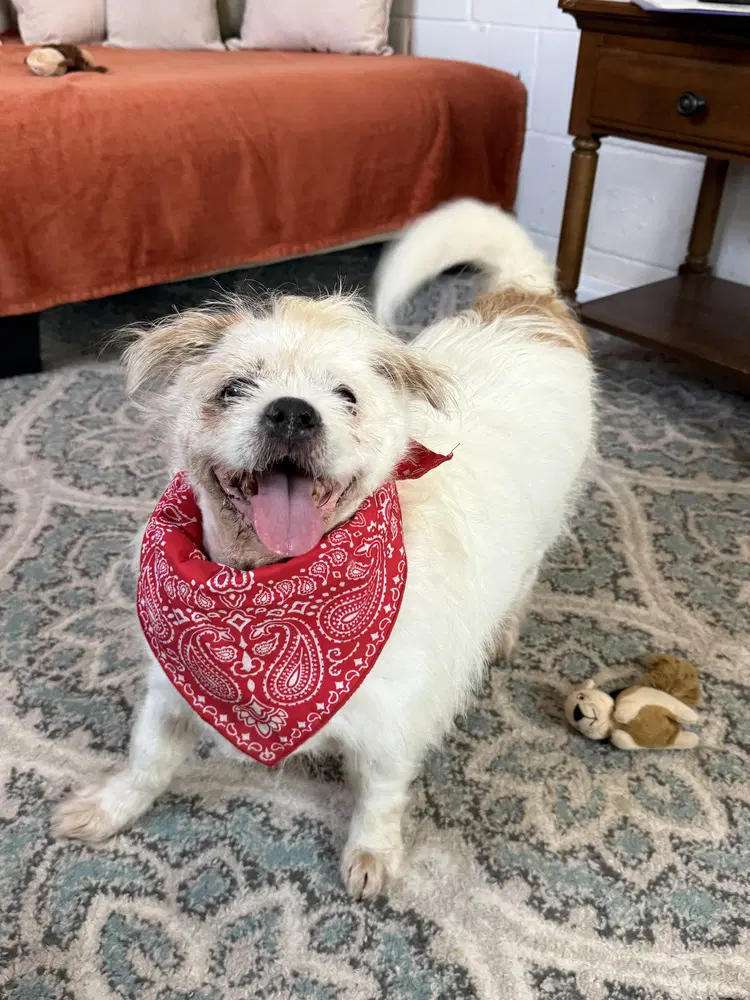 Buddy Buddy - Terrier