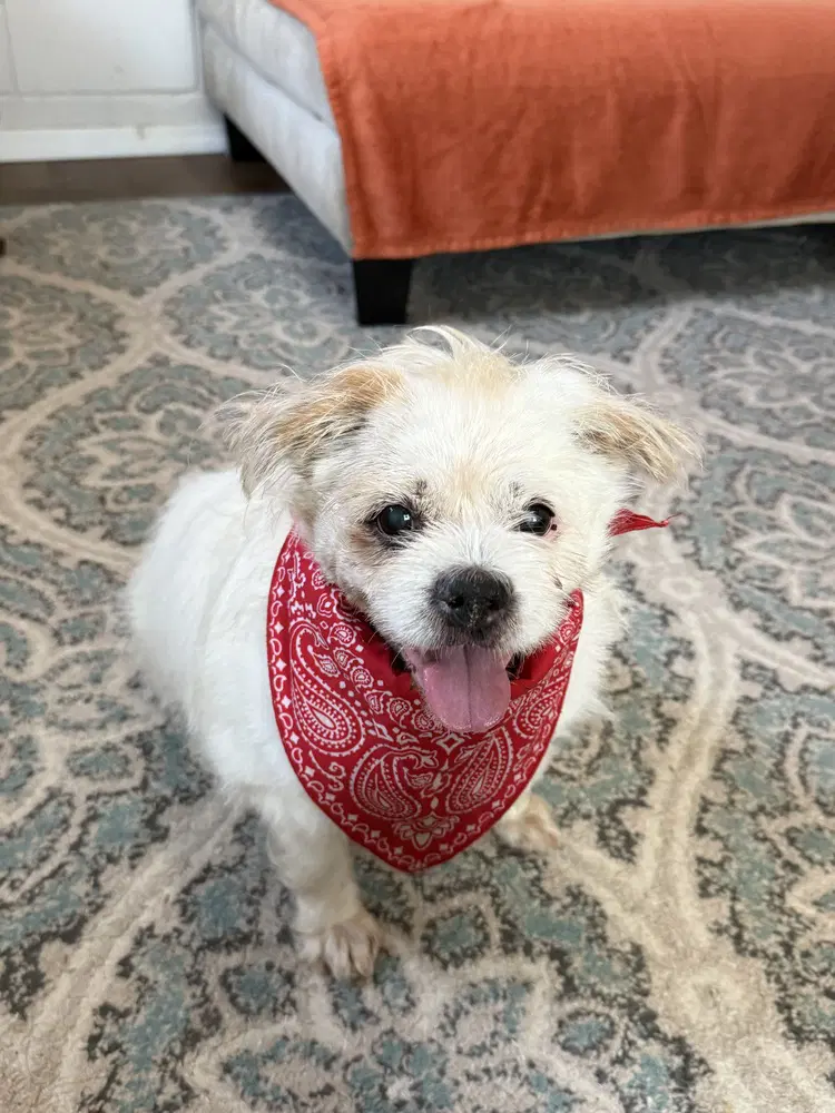 Buddy Buddy image 3