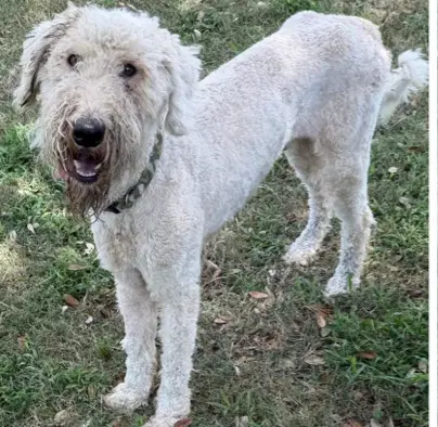 Scott - Poodle (Standard)