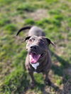 adoptable Dog in Fairfield, IL named Shadow