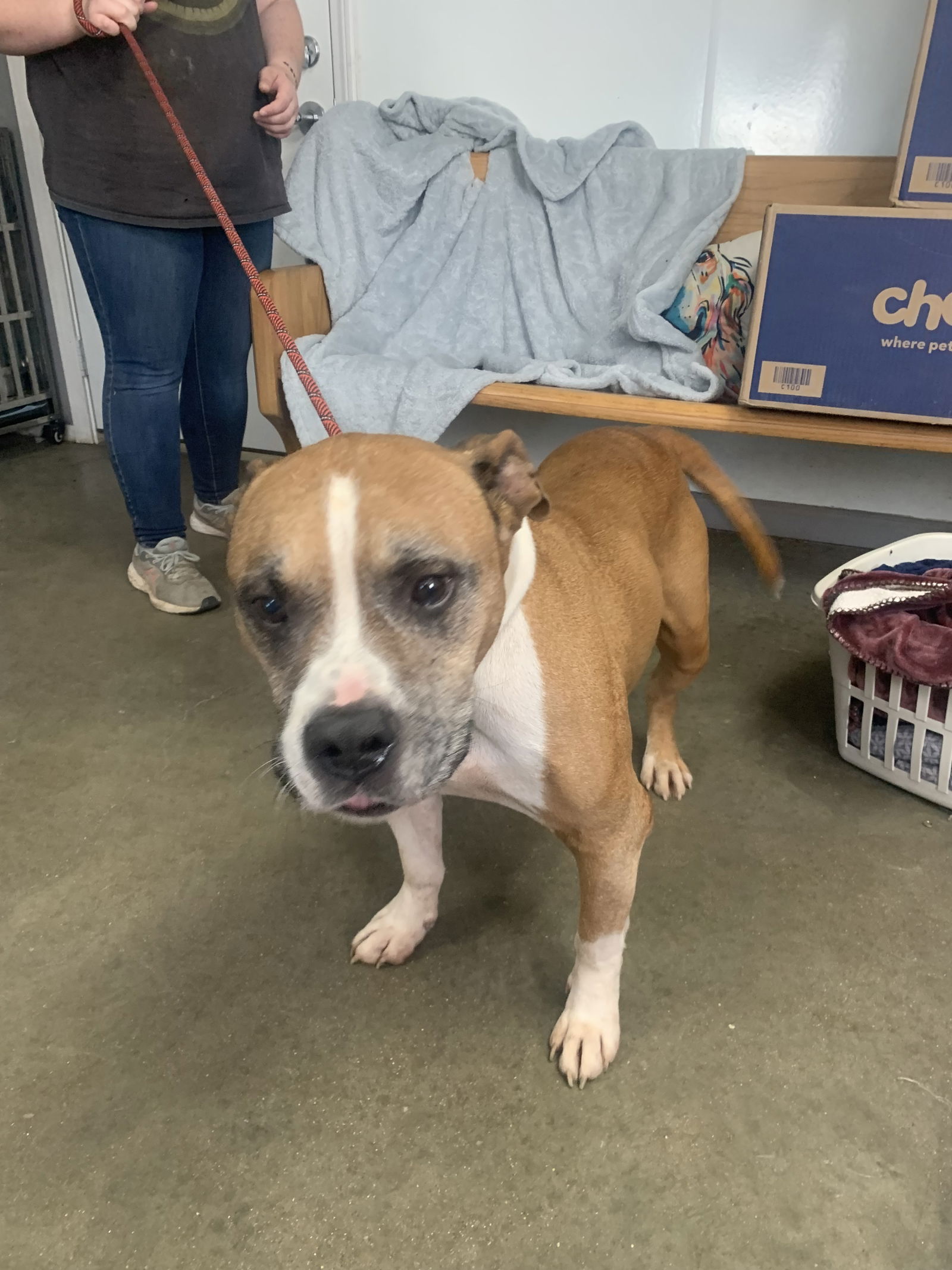 adoptable Dog in Fairfield, IL named Tank