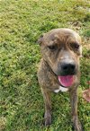 adoptable Dog in fairfield, IL named Hercules