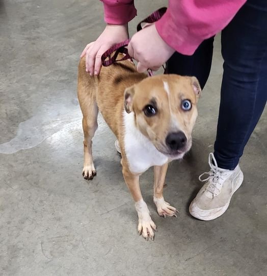 Dog for Adoption - kia, a in Christopher, IL | Alpha Paw