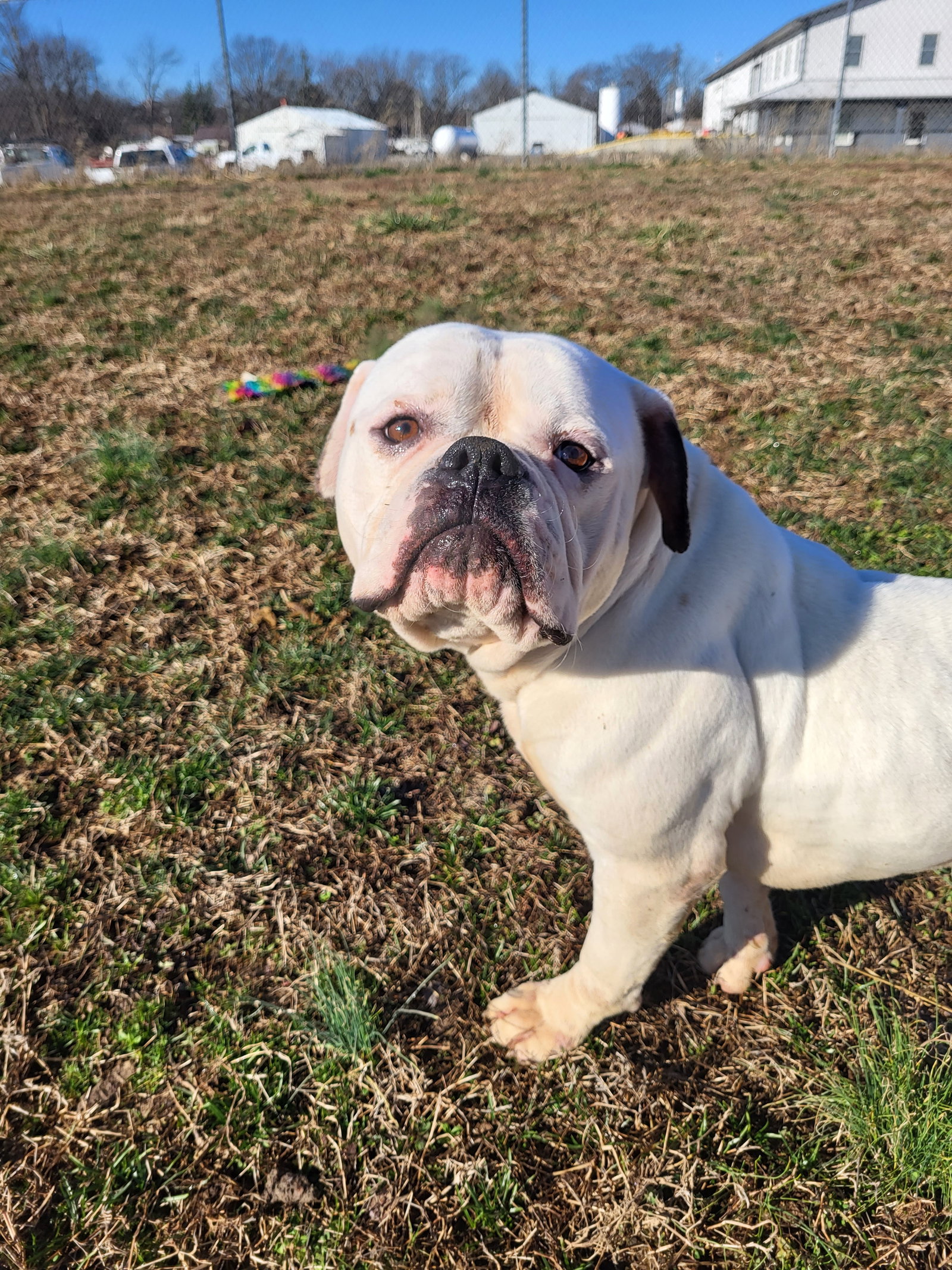 Dog for Adoption Chubs, a Bulldog in Carmi, IL Alpha Paw