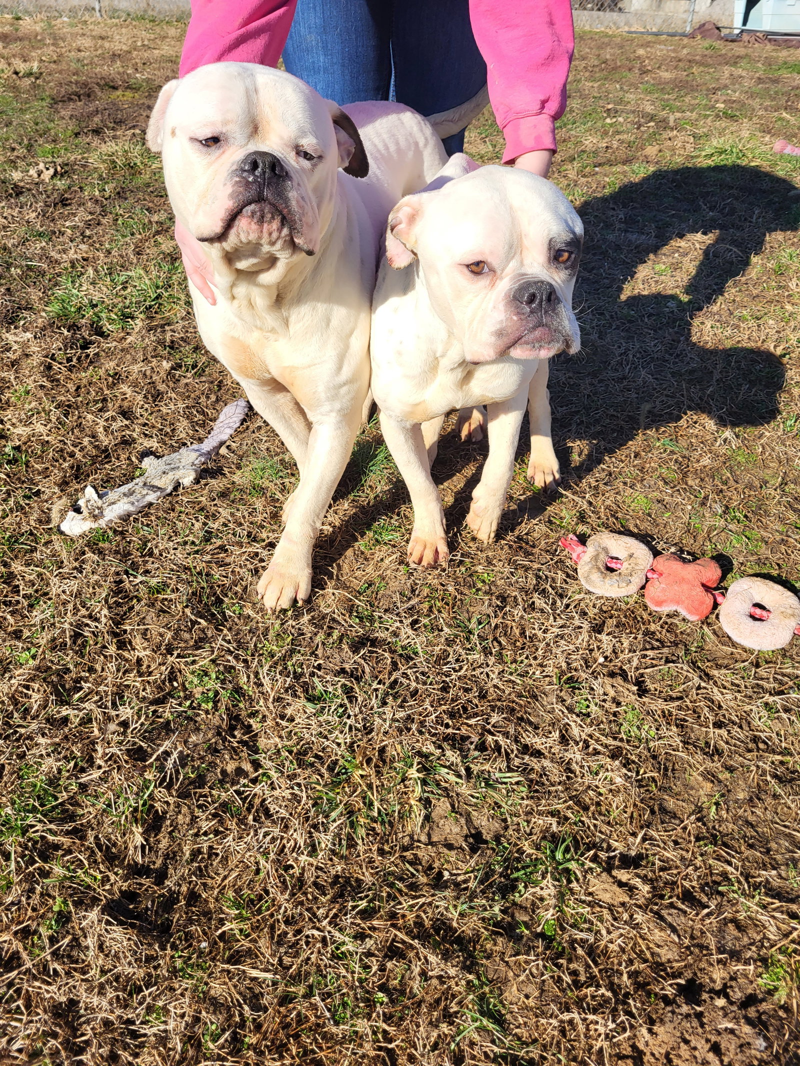Dog for Adoption Chubs, a Bulldog in Carmi, IL Alpha Paw