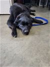 adoptable Dog in , IL named Indigo "Indie"