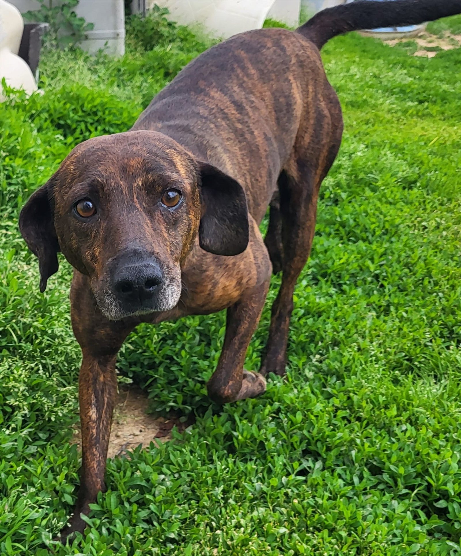 adoptable Dog in Fairfield, IL named Cassie