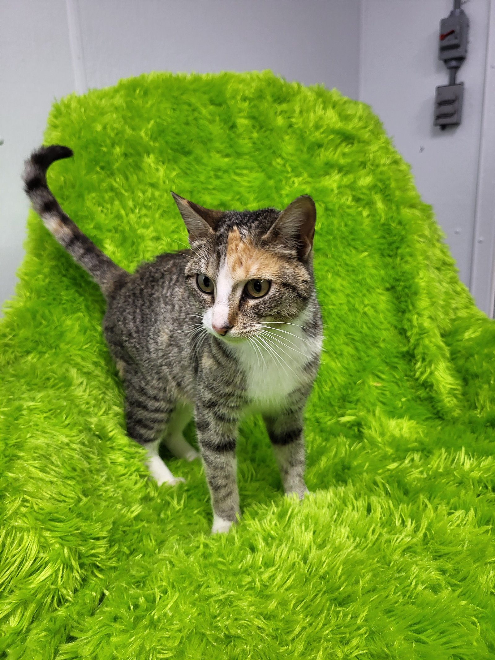 cats-for-adoption-in-lawrenceville-illinois-alpha-paw