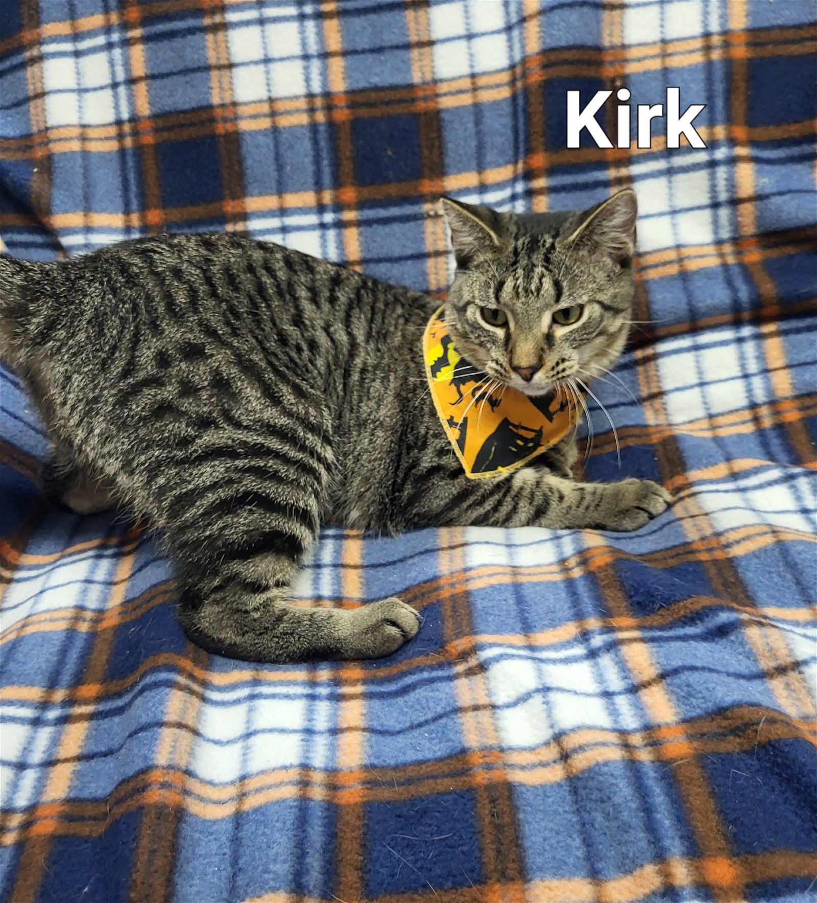 adoptable Cat in Fairfield, IL named Kirk