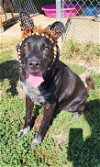 adoptable Dog in fairfield, IL named Sheba