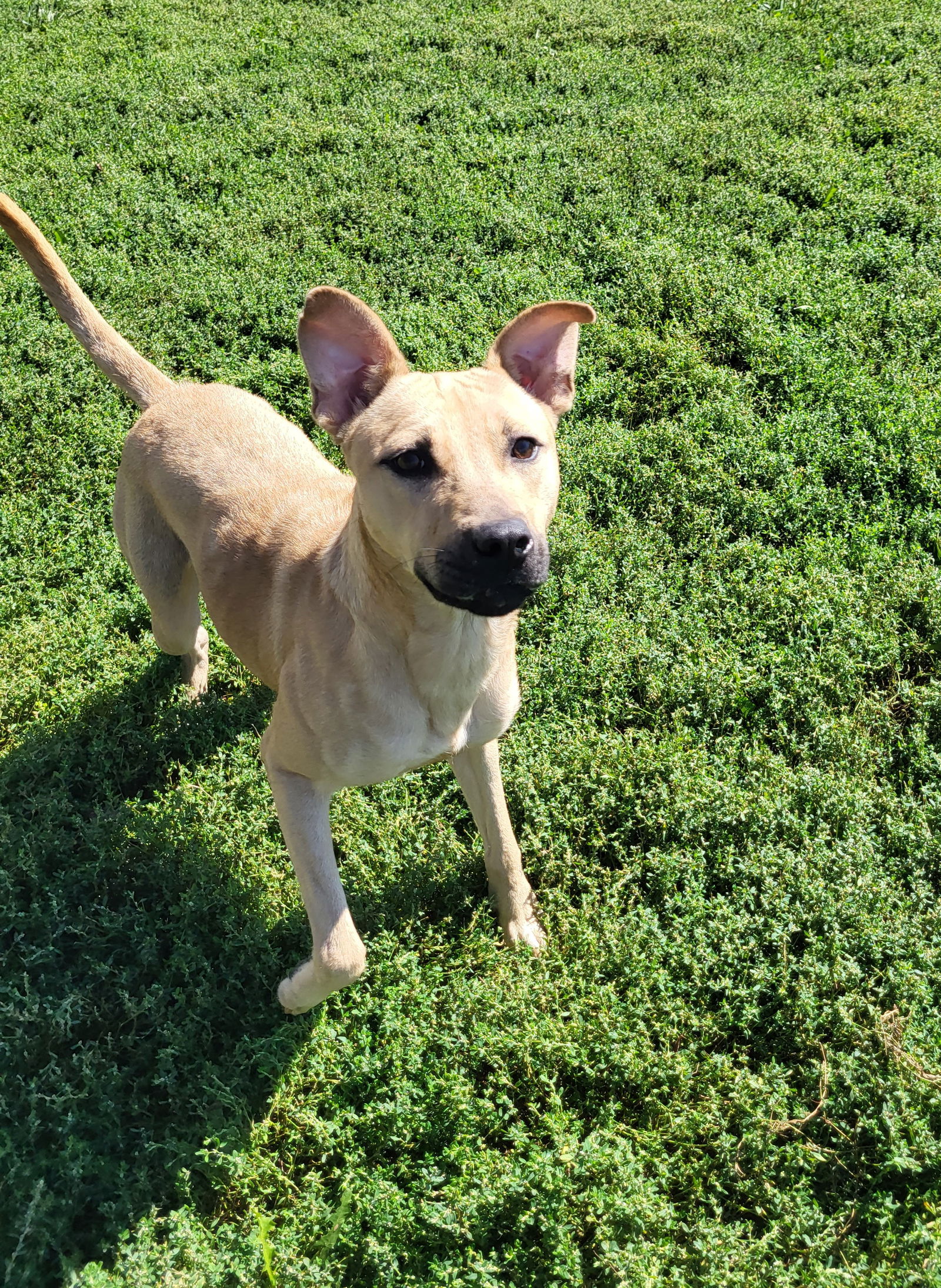 adoptable Dog in Fairfield, IL named Darlene