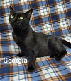 adoptable Cat in fairfield, IL named Georgia