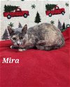 adoptable Cat in  named Mira