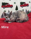 adoptable Cat in Fairfield, IL named Mira