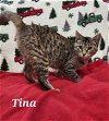 adoptable Cat in fairfield, IL named Tina