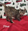 adoptable Cat in fairfield, IL named Tina