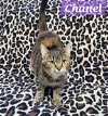 adoptable Cat in  named Chanel