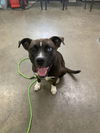 adoptable Dog in Fairfield, IL named xenia