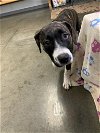 adoptable Dog in fairfield, IL named sissy