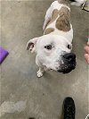 adoptable Dog in fairfield, IL named dahlia