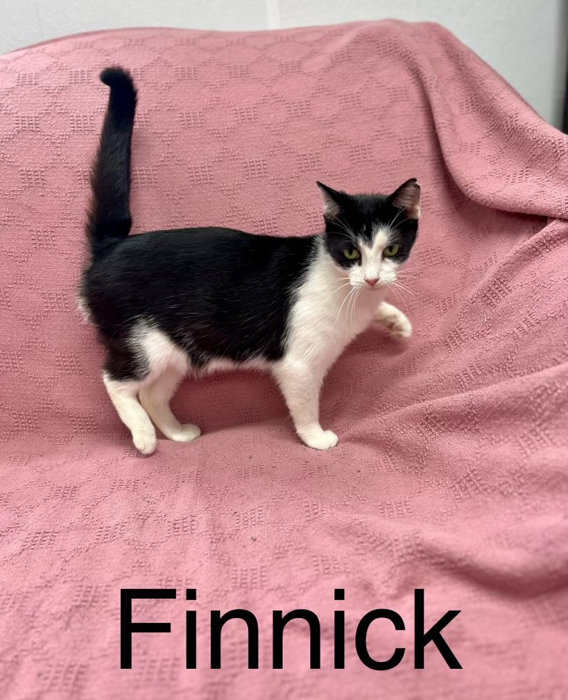adoptable Cat in Fairfield, IL named finnick