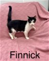 adoptable Cat in fairfield, IL named finnick