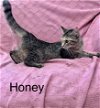 adoptable Cat in , IL named Honey
