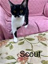 adoptable Cat in fairfield, IL named scout