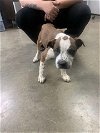 adoptable Dog in fairfield, IL named Brutis